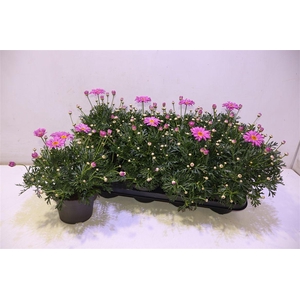 arr8 Arg La Rita Pink