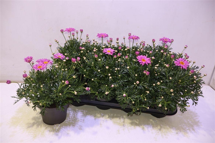 <h4>Arg La Rita Pink</h4>