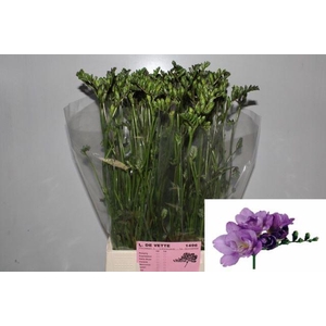 Freesia du Blue Bayou