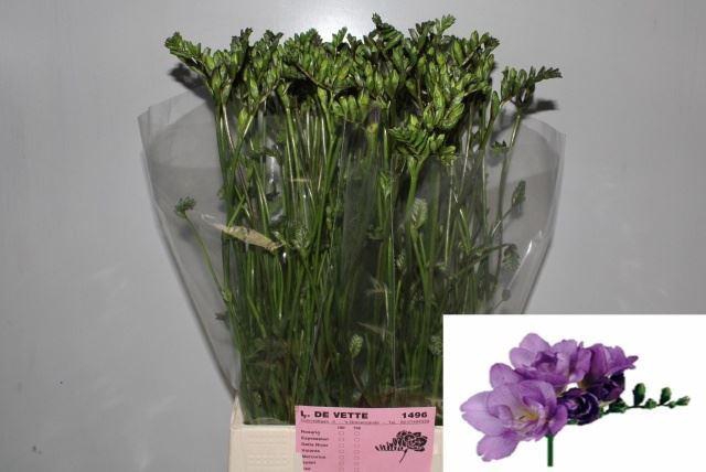 <h4>Freesia du Blue Bayou</h4>