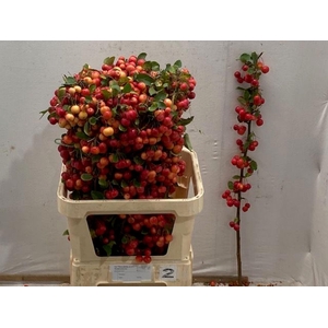 MALUS  'RED SENTINEL'   .../TAK