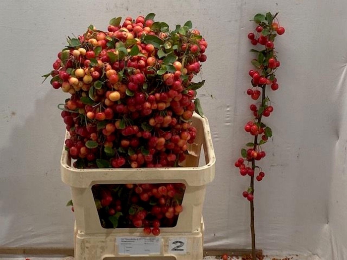 <h4>MALUS  'RED SENTINEL'   .../TAK</h4>