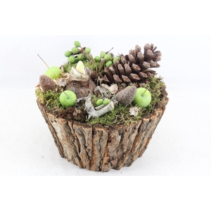 arr4 Amaryllis MB - Boomschors rond