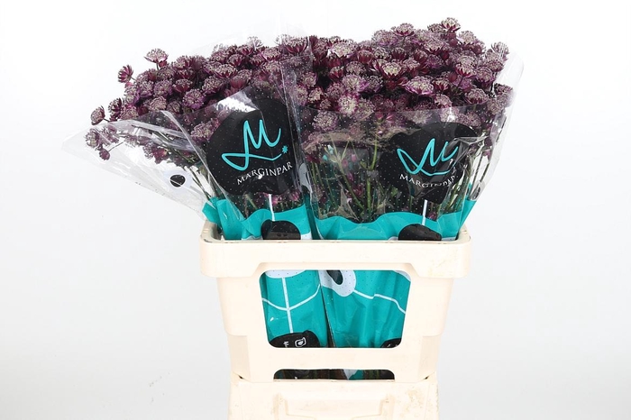 <h4>Astr Star Of Love</h4>