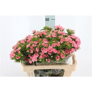 Di Barb Earl Light X50