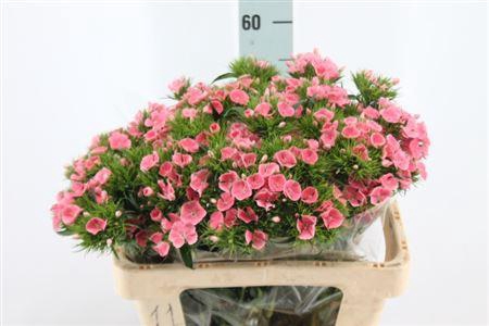 <h4>Di Barb Earl Light X50</h4>