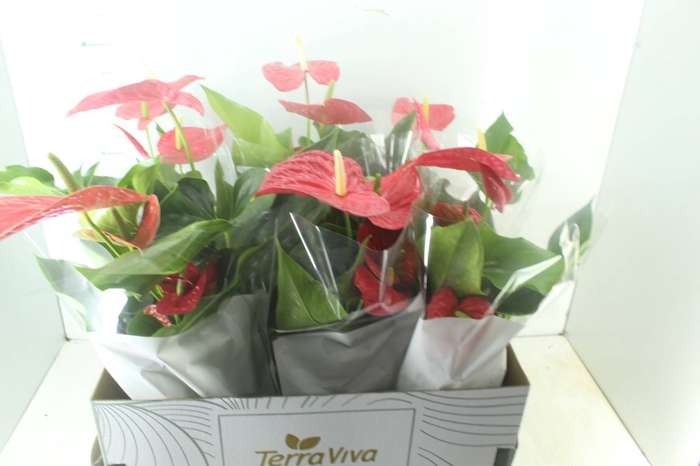 <h4>ANTHURIUM MICHIGAN P17</h4>