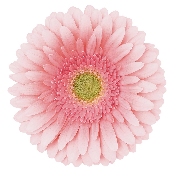 <h4>Gerbera Romella Water</h4>
