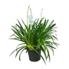 Agapanthus Big White wit 6-10 bloemen, beperkt leverbaar