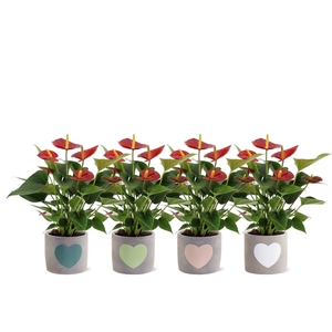 Anthurium Diamond Red in Jolijn 3 ceramics