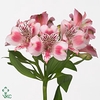 Alstroemeria panorama