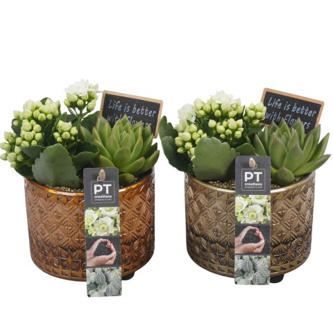 <h4>PTIB6462 Arrangementen kamerplanten</h4>
