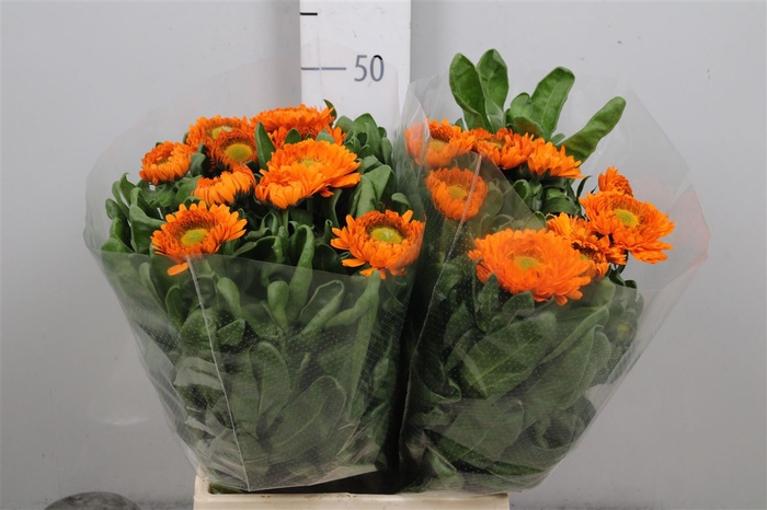 <h4>Calendula Orange Spot</h4>