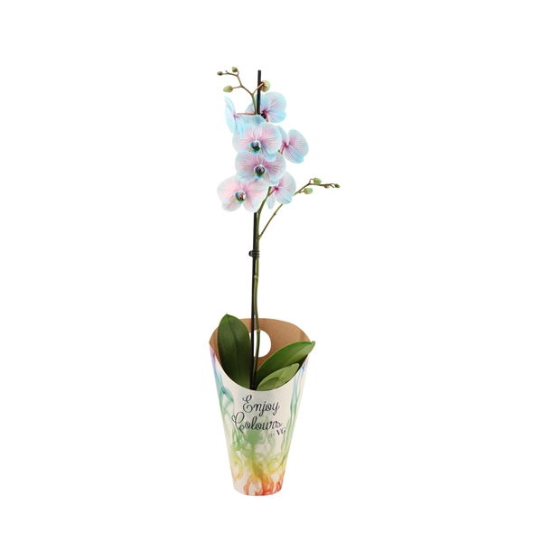 <h4>Enjoy Potcover Phal I Am Bubblegum 1T9+ (24 uur levertijd)</h4>