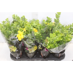 DIPLADENIA GOLDEN P14 PREMIUM