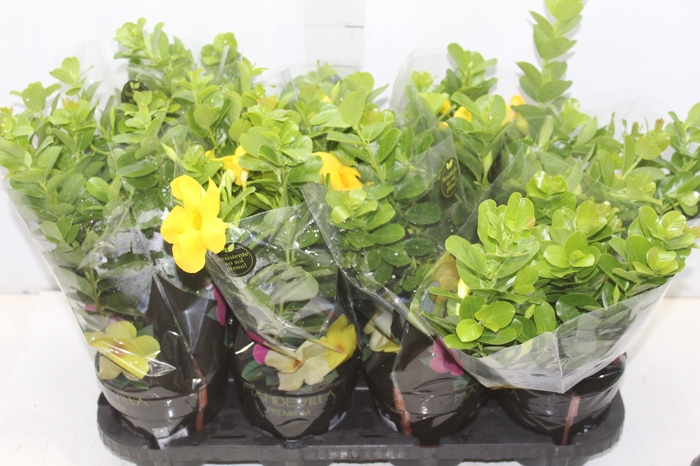 <h4>DIPLADENIA GOLDEN P14 PREMIUM</h4>