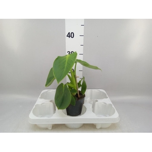 Philodendron   ...