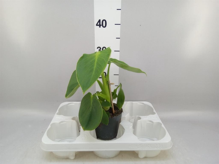 <h4>Philodendron ...</h4>