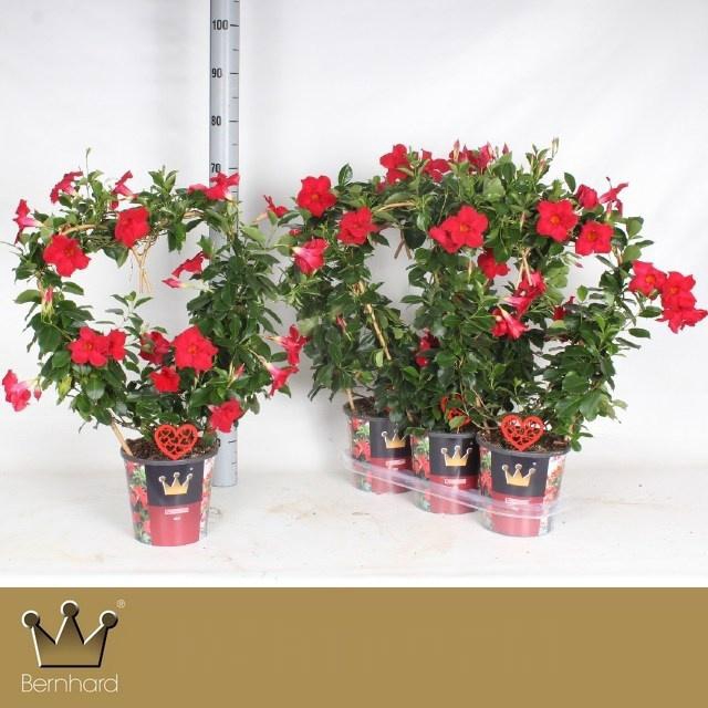 <h4>MANDE SUN RED</h4>