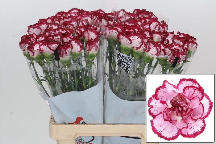 <h4>DI ST BACARAT</h4>