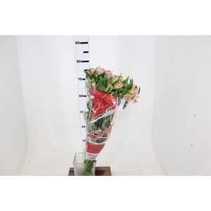 ALSTROEMERIA CHERISH 080 CM