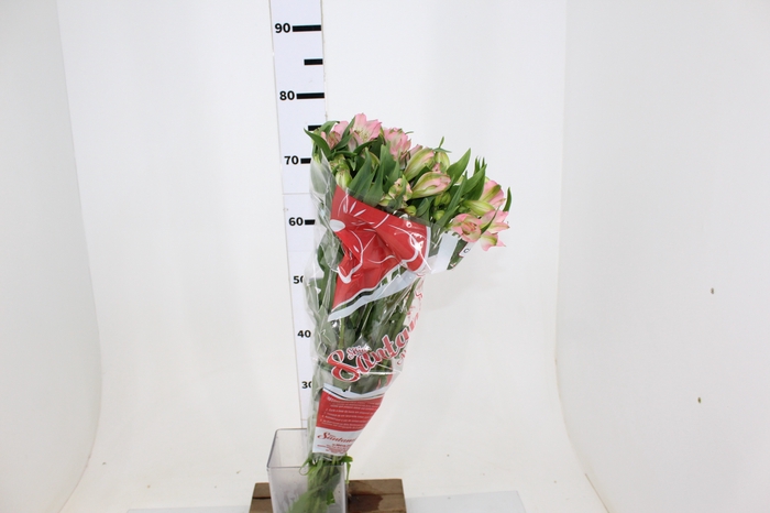 ALSTROEMERIA CHERISH 080 CM