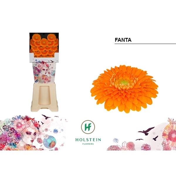 <h4>Ge Mi Pomponi Fanta Diamond Holstein</h4>