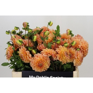 DAHLIA MANDARIN BABY*