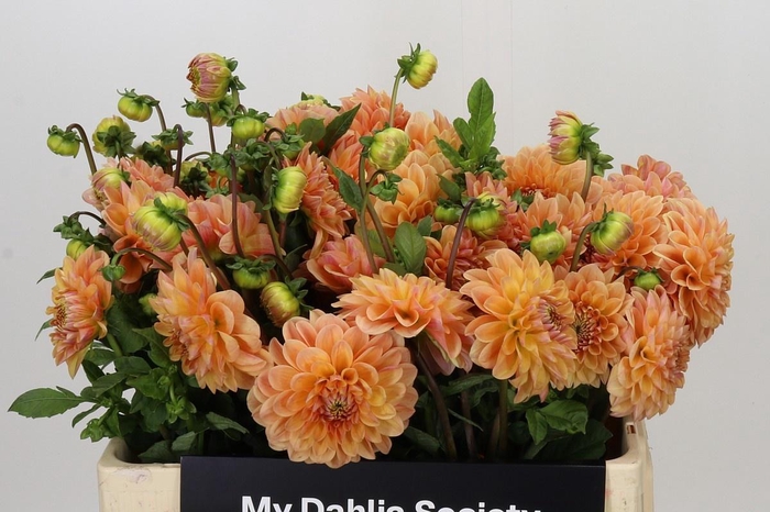 <h4>DAHLIA MANDARIN BABY*</h4>