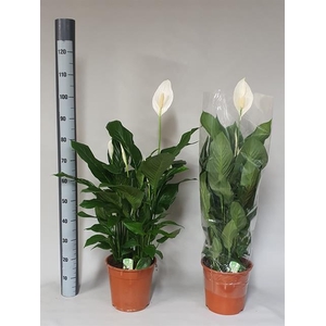 Spathiphyllum Sweet Silvana 24Ø 105cm 4fl