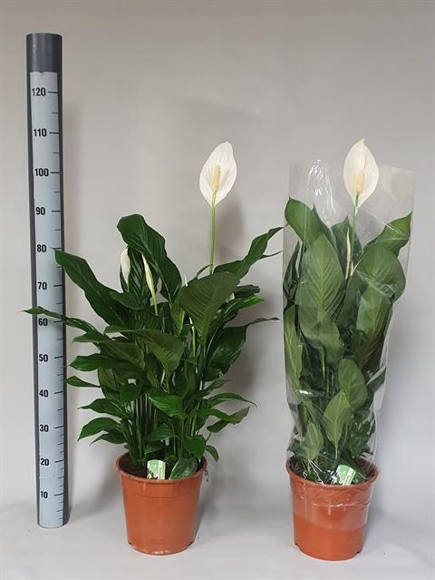 Spathiphyllum Sweet Silvana 24Ø 105cm 4fl