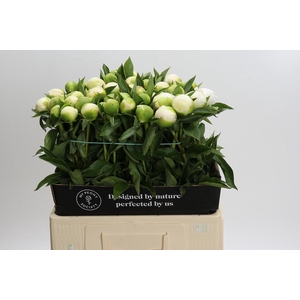 Paeonia Duchesse De Nemours