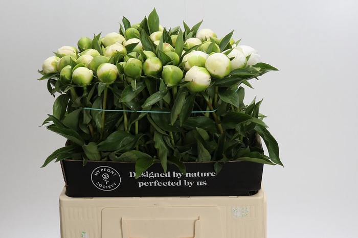 <h4>Paeonia Duchesse De Nemours</h4>