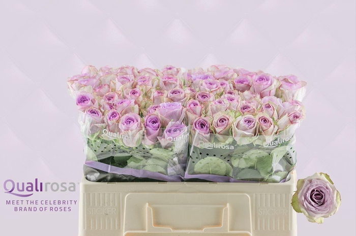 <h4>R Gr Lullaby</h4>