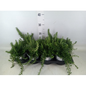 Rosmarinus officinalis 'Prostratus'