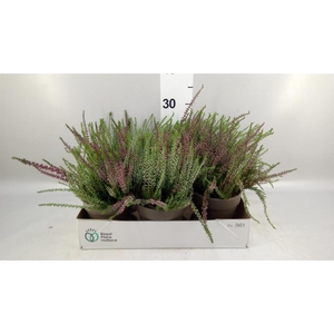 Calluna vulg. 'Garden G Twin'