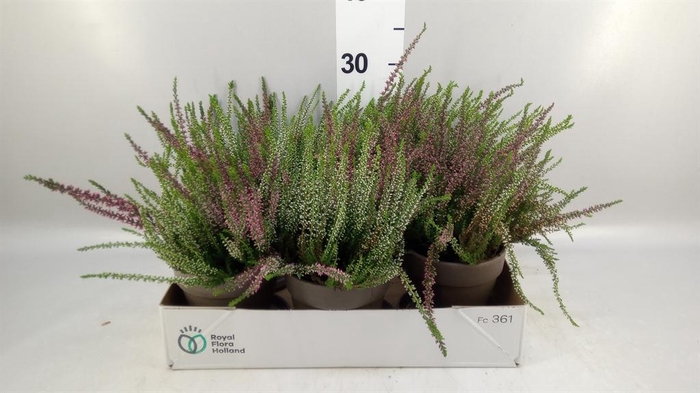 <h4>Calluna vulg. 'Garden G Twin'</h4>