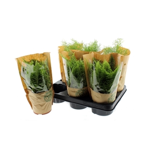 KAMERPL GEM GR 2 SRT