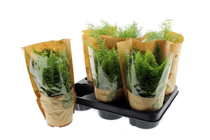 <h4>KAMERPL GEM GR 2 SRT</h4>