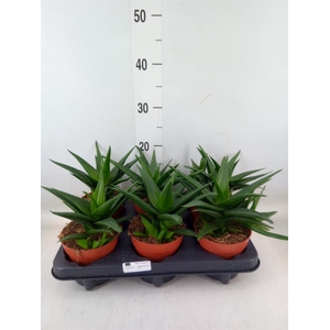 Haworthia pumila 'West Jogoo'