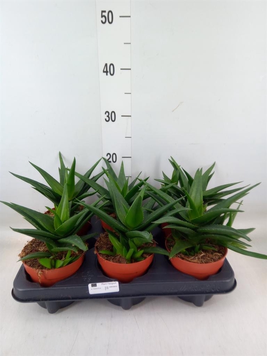 <h4>Haworthia pumila 'West Jogoo'</h4>