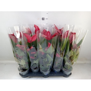 Anthurium  'Banderola Lava'