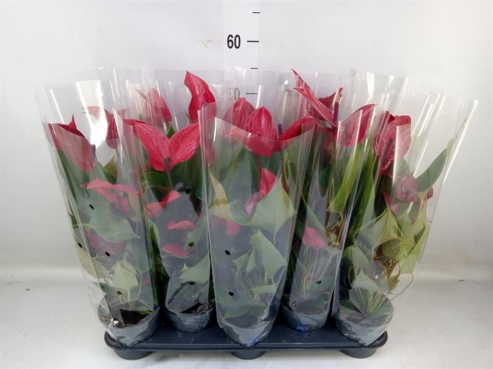 <h4>Anthurium  'Banderola Lava'</h4>
