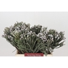 Kaaps Groen Silver Brunia