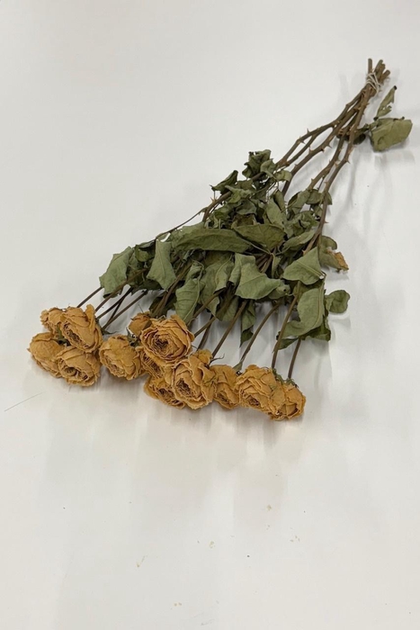 <h4>DROOG ROSES SPRAY ZALM</h4>