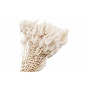 Lagurus White