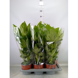 Fatsia japonica   ...