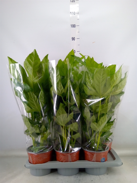 <h4>Fatsia japonica   ...</h4>
