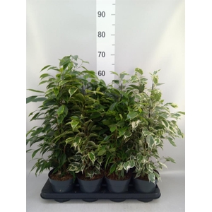 Ficus benja.   ...mix