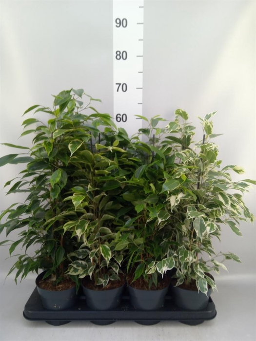 <h4>Ficus benja.   ...mix</h4>